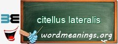 WordMeaning blackboard for citellus lateralis